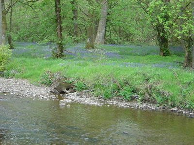 River Cammarch